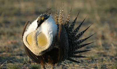 Western Caucus Rebukes Administration's Overreach on Sage-Grouse Recovery