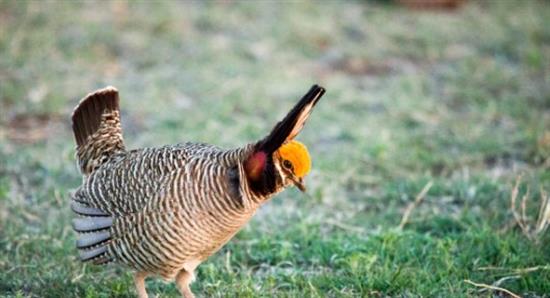 Lesser Prairie-Chicken