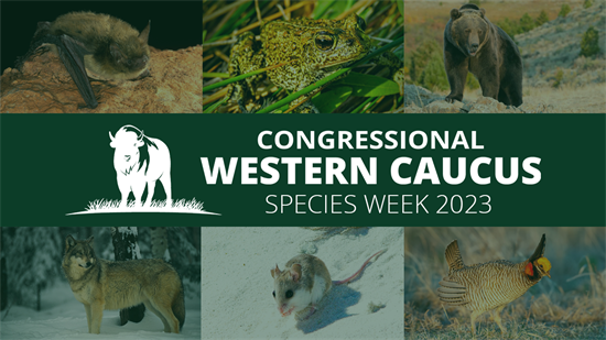 Species Week 2023